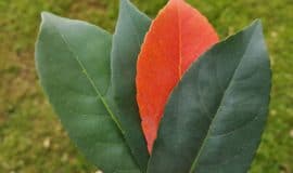 3 grean leaves and 1 red leaf